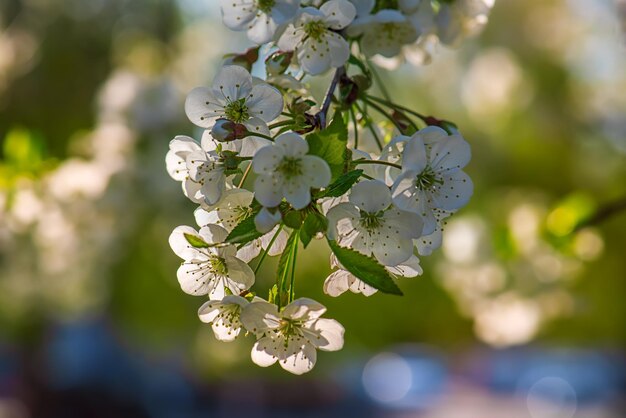 Rahmen aus Kirschblüten