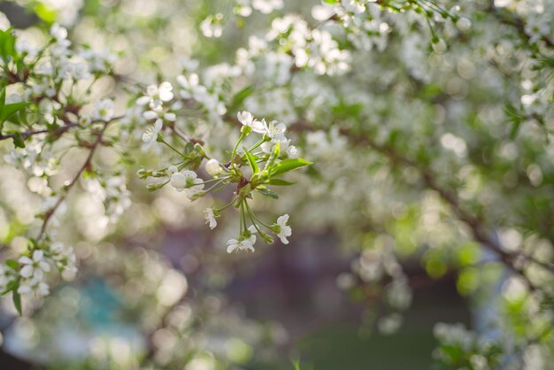 Rahmen aus Kirschblüten