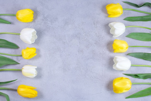 Rahmen aus weißen und gelben Tulpenblumen auf grauem Hintergrund
