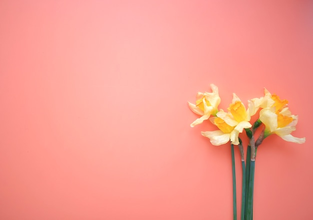 Rahmen der gelben Blumen auf einem rosa Hintergrund