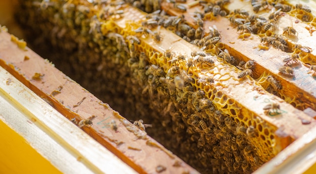 Rahmen des Bienenstocks. Nahaufnahme des geöffneten Bienenstockkörpers, der Rahmen zeigt, die von Honigbienen besiedelt werden. Natur, Insekten. Bienenzucht,