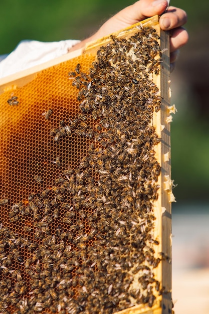 Rahmen eines Bienenstocks Arbeitende Bienen in einem Bienenstock Bienen verwandeln Nektar in Honig