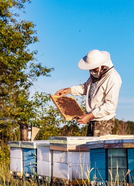 Rahmen eines Bienenstocks Imker, der Honig erntet Arbeitsbienen auf Honigzellen Imkereikonzept