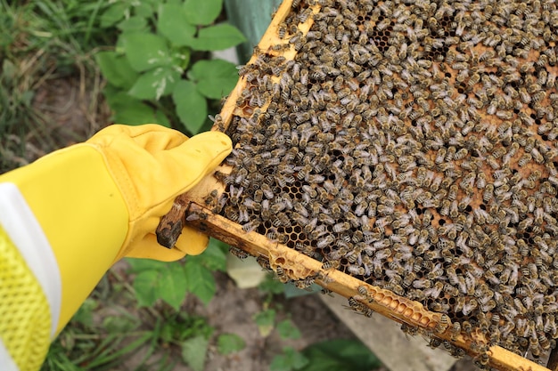 Rahmen mit Bienen im Bienenhaus