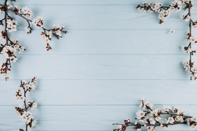 Rahmen mit Frühlingsblumen-Kirschblüte auf blauem hölzernem Hintergrund