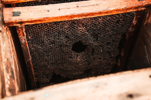 Rahmen mit Honig in einem hölzernen Bienenstock in einem Bienenhaus 1