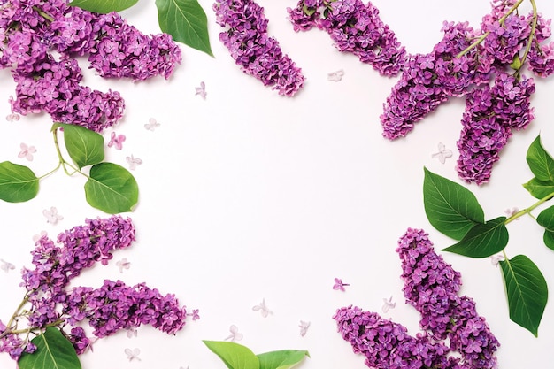 Rahmen mit violetten lila Blumen auf weißem Hintergrund. Flache Lage, Draufsicht