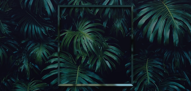 Rahmen und Blätter Spathiphyllum cannifolium Konzept Grüne abstrakte Textur mit Rahmennatur