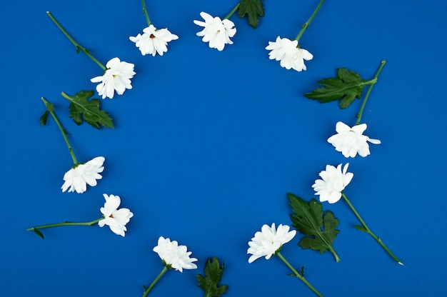 Rahmen von Blumen. Layout der weißen Blumen auf einem blauen Raum. Naturschönheitskonzept