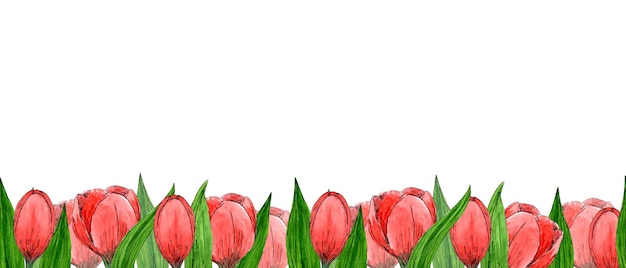 Foto rahmenrand aus roten tulpen auf weißem hintergrund hand zeichnen blumen aquarellskizzen vorlage für das design von verpackungsetiketten botanische illustration