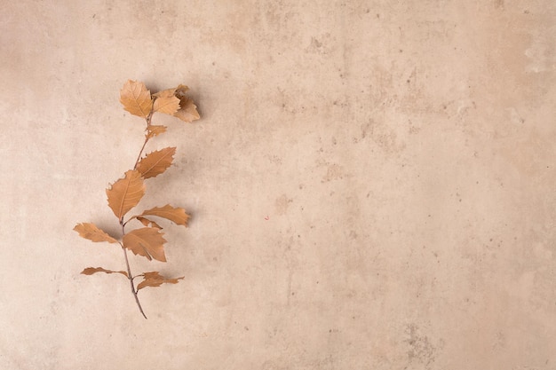 Rahmenrand aus trockenen gefallenen Blättern auf dem modernen Bieg-Terrakotta-Steinhintergrund