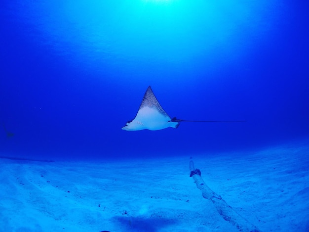 Raia águia nadando no mar
