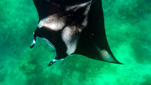 Raia manta no Oceano Índico, Maldivas.