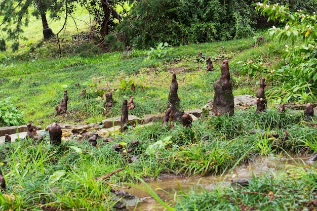 Las raíces aéreas de un ciprés de pantano en el bosque bajo la lluvia Fondo de la naturaleza Pneumatóforos