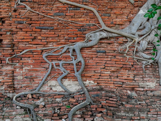 Raíces del árbol de Banyan en la vieja pared de ladrillo rojo agrietada, patrón de raíz que ancla de raíz parásita en el fondo de la pared en el templo budista Wat Phra Mahathat en Ayutthaya, Tailandia