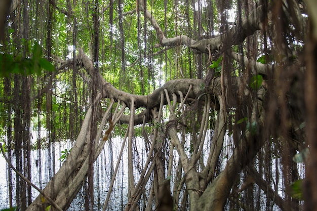 Raíces de un árbol Baynan o higo (Ficus Benghalensis)