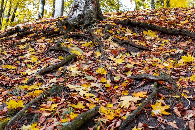 Las raíces de un árbol en un bosque en otoño.