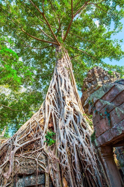 Raíces de árbol gigante en el templo de Ta Phrom en Angkor Wat en Camboya