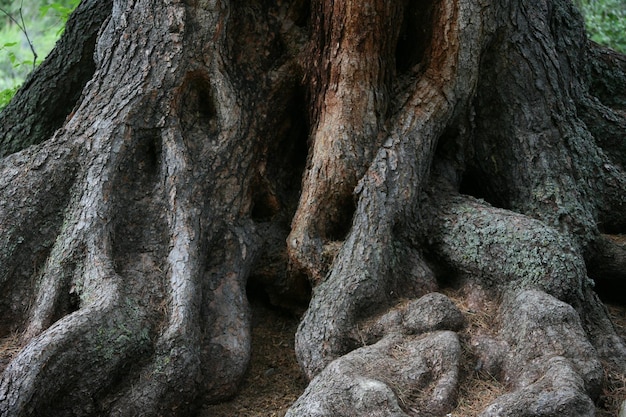 Raíces de un árbol viejo