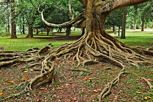 Foto raíces de árbol