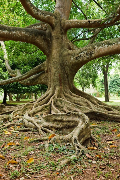 Raíces de árbol