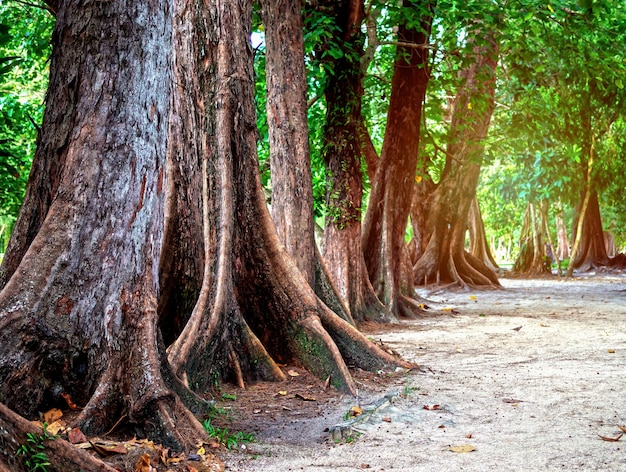 Raíces de árbol