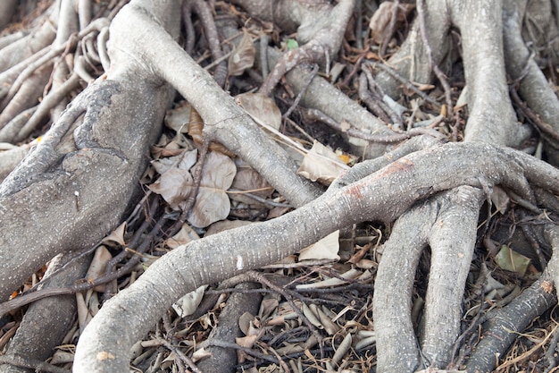 Raíces de árbol