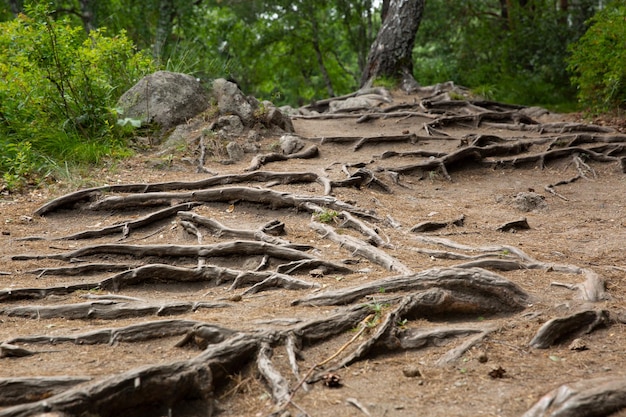 Las raíces de los árboles en el bosque sobresalen del suelo en un bosque de coníferas