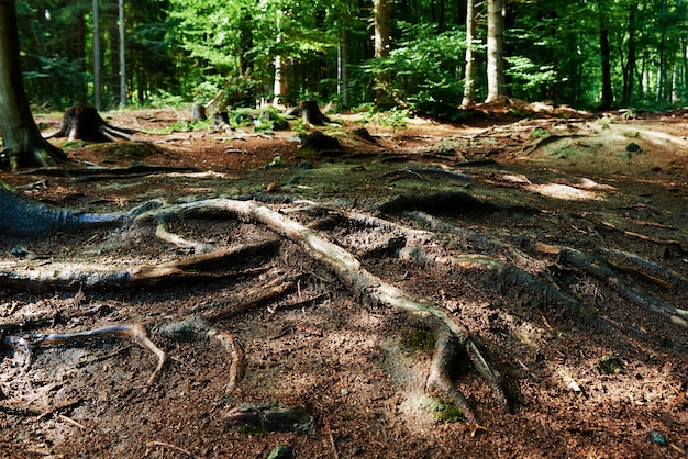 Raíces de los árboles en el bosque en verano