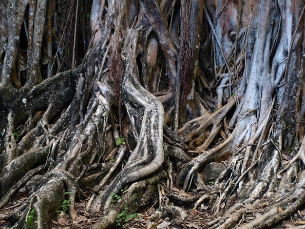 Foto raíces de árboles creciendo en el campo