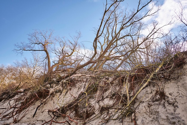 Raíces de árboles en las dunas a la orilla del mar