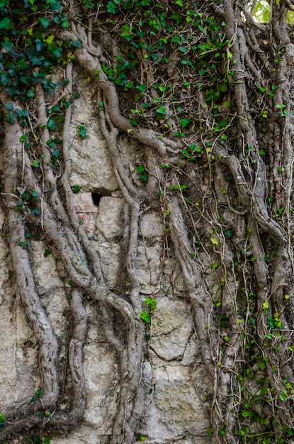 Las raíces de los árboles se entrelazan en el muro de piedraLa naturaleza pasa facturaFollaje verde en la hiedra