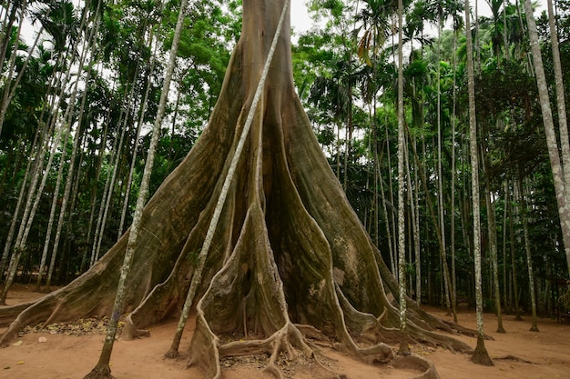 Raíces de árboles gigantes.