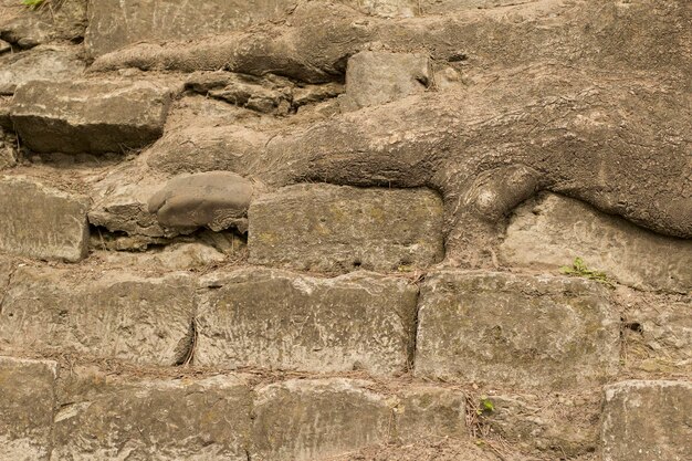 Raíces de árboles grandes viejos en el primer de las rocas