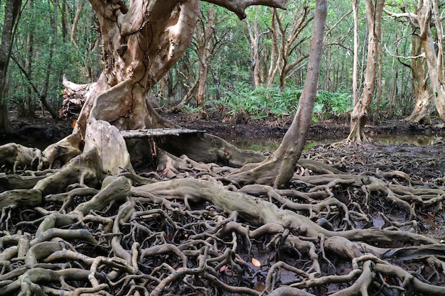 Raíces de árboles increíbles en el bosque de manglares, provincia de Trat, Tailandia