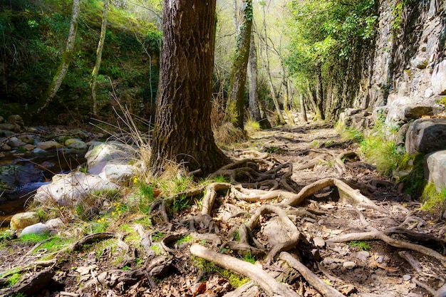 Raíces de árboles a lo largo del camino a través del bosque encantado Batuecas Salamanca España