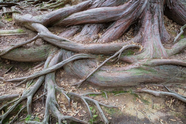 raíces de árboles y plantas de algas verdes