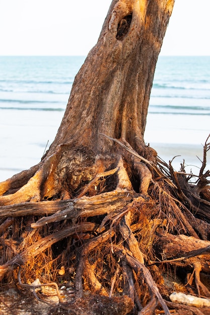 Raíces de árboles en la playa