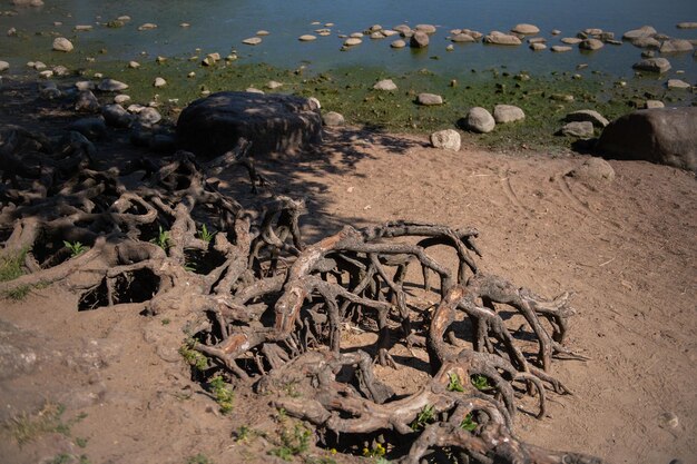 Raíces de árboles sobre el suelo en la orilla del mar