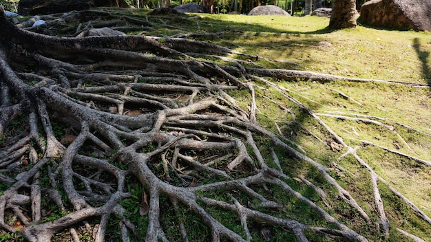 Raíces de árboles tropicales en China. Hora de verano tropical