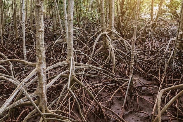 Raíces de los árboles