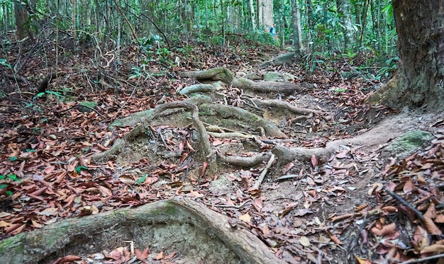 Raíces en el camino a la cima de la colina Khoa Ra, Phangan. Tailandia