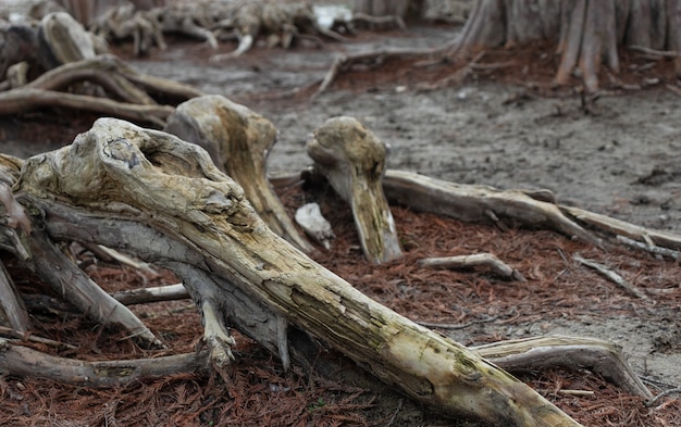 Raíces de ciprés en lago seco