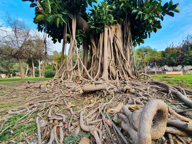 Foto raices de ficus no parque de torrevieja