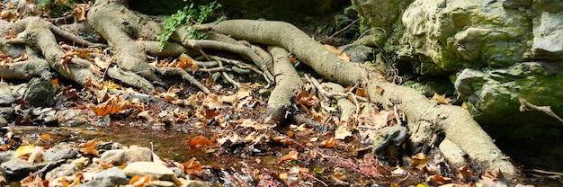 Raíces desnudas de árboles que crecen en acantilados rocosos entre piedras y agua en otoño. bandera