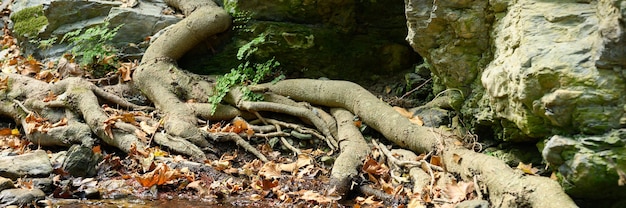 Raíces desnudas de árboles que crecen en acantilados rocosos entre piedras y agua en otoño.