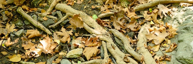 Raíces desnudas de árboles que sobresalen del suelo en acantilados rocosos y hojas caídas en otoño. bandera