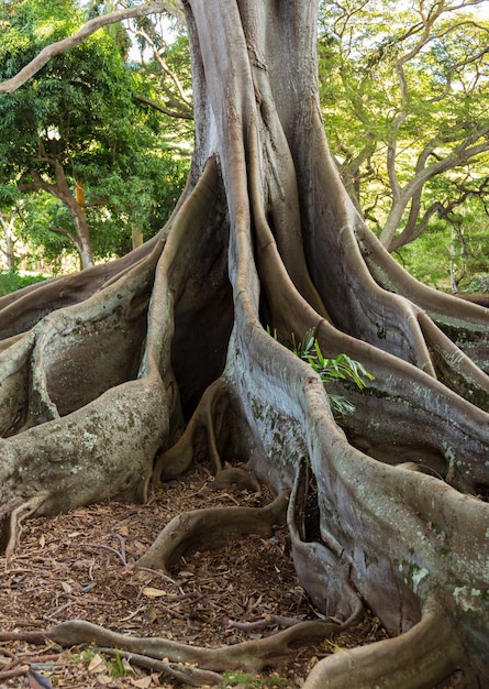 Raíces de higuera de la bahía de Moreton