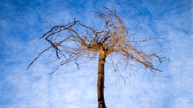 Foto raíces invertidas de una planta parecida a un árbol sobre un fondo azul.