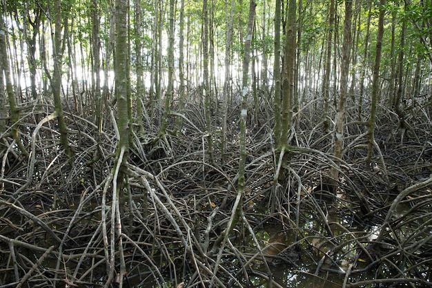 Raíces largas de árboles de mangle. Manglar durante la marea baja.